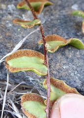 Pellaea calidirupium