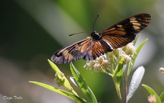 Actinote thalia pyrrha