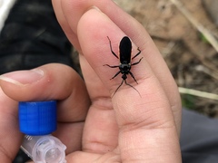 Ectrychotes andreae