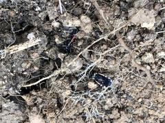 Ectrychotes andreae