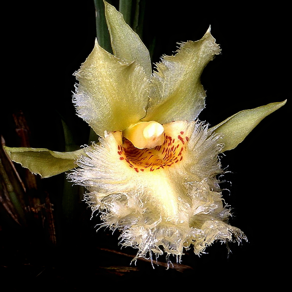 Chondroscaphe chestertonii
