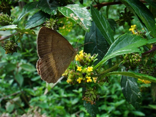 Yphthimoides ochracea