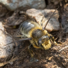Megachile frigida