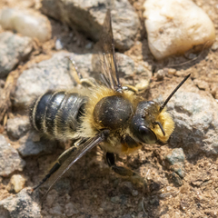 Megachile frigida