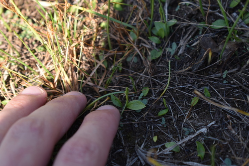 Image of Ophioglossum nudicaule by (c) Kristály Cravens-Liszak, some rights reserved (CC BY)