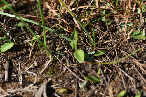 Image of Ophioglossum nudicaule by (c) Kristály Cravens-Liszak, some rights reserved (CC BY)