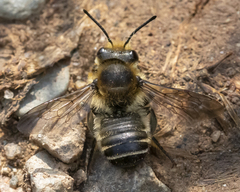 Megachile frigida