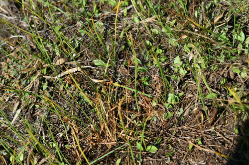 slender adder's-tongue (Ophioglossum nudicaule)
