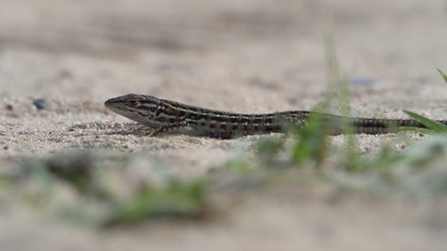 East Iberian Psammodromus, El Saler, Pobles del Sud, 46012 València, Espanya, photo 6 of 10