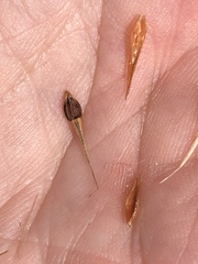 Rhynchospora inundata