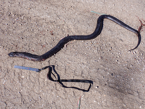 Blue-bellied Black Snake sighting