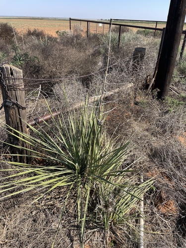 Image of Yucca campestris by (c) Sam Kieschnick, some rights reserved (CC BY)