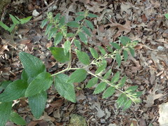 Lithospermum helleri
