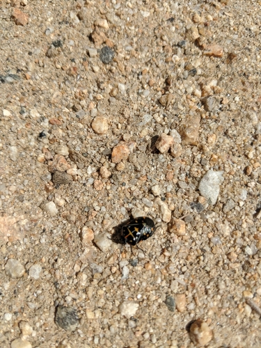 iNaturalist observation photo of Harlequin Bug