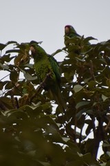 Psittacara finschi