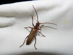 Centrodera decolorata