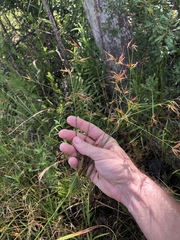 Rhynchospora inundata