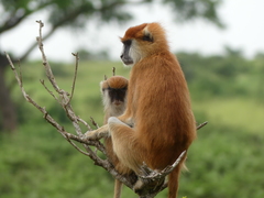 Patas Monkey photo 3