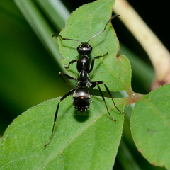 Formica subsericea