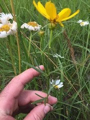 Coreopsis palmata