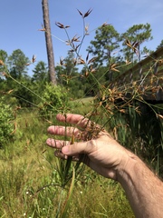 Rhynchospora inundata