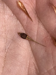 Rhynchospora inundata