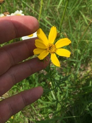 Coreopsis palmata