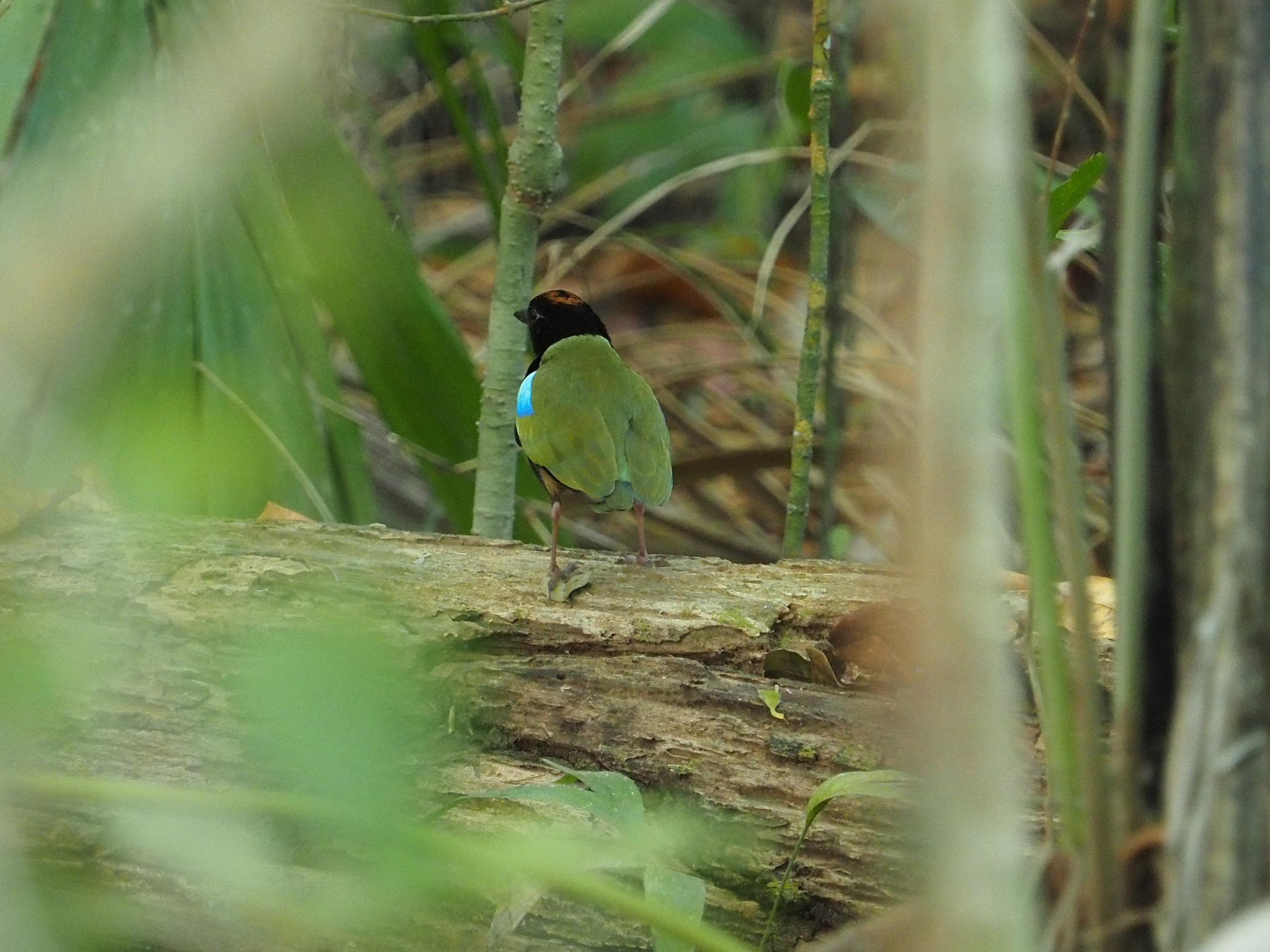Rainbow Pitta (Pitta iris), photo 7