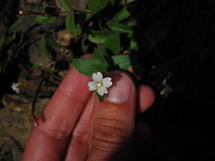 Epilobium clavatum