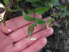 Epilobium clavatum