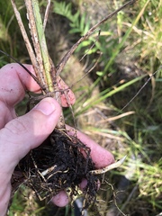 Rhynchospora inundata