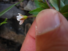 Epilobium clavatum