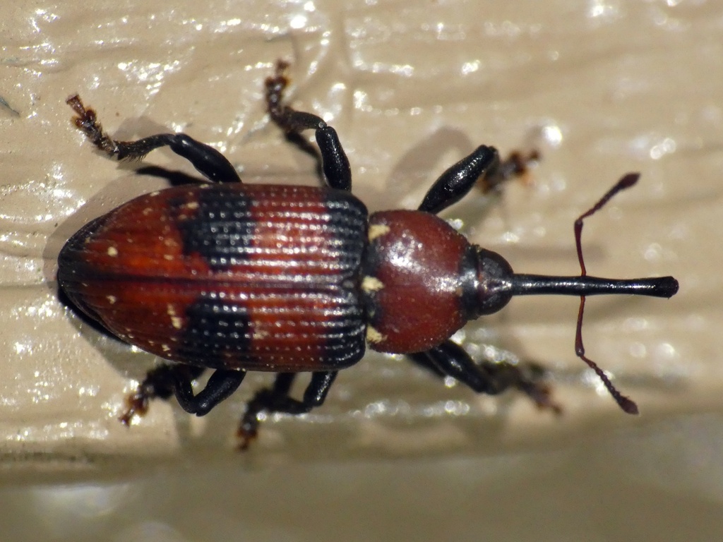 Tranes tinctipennis