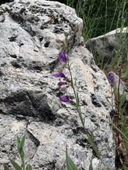 Penstemon neomexicanus