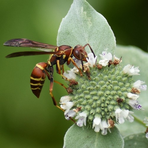 Hunter's Little Paper Wasp