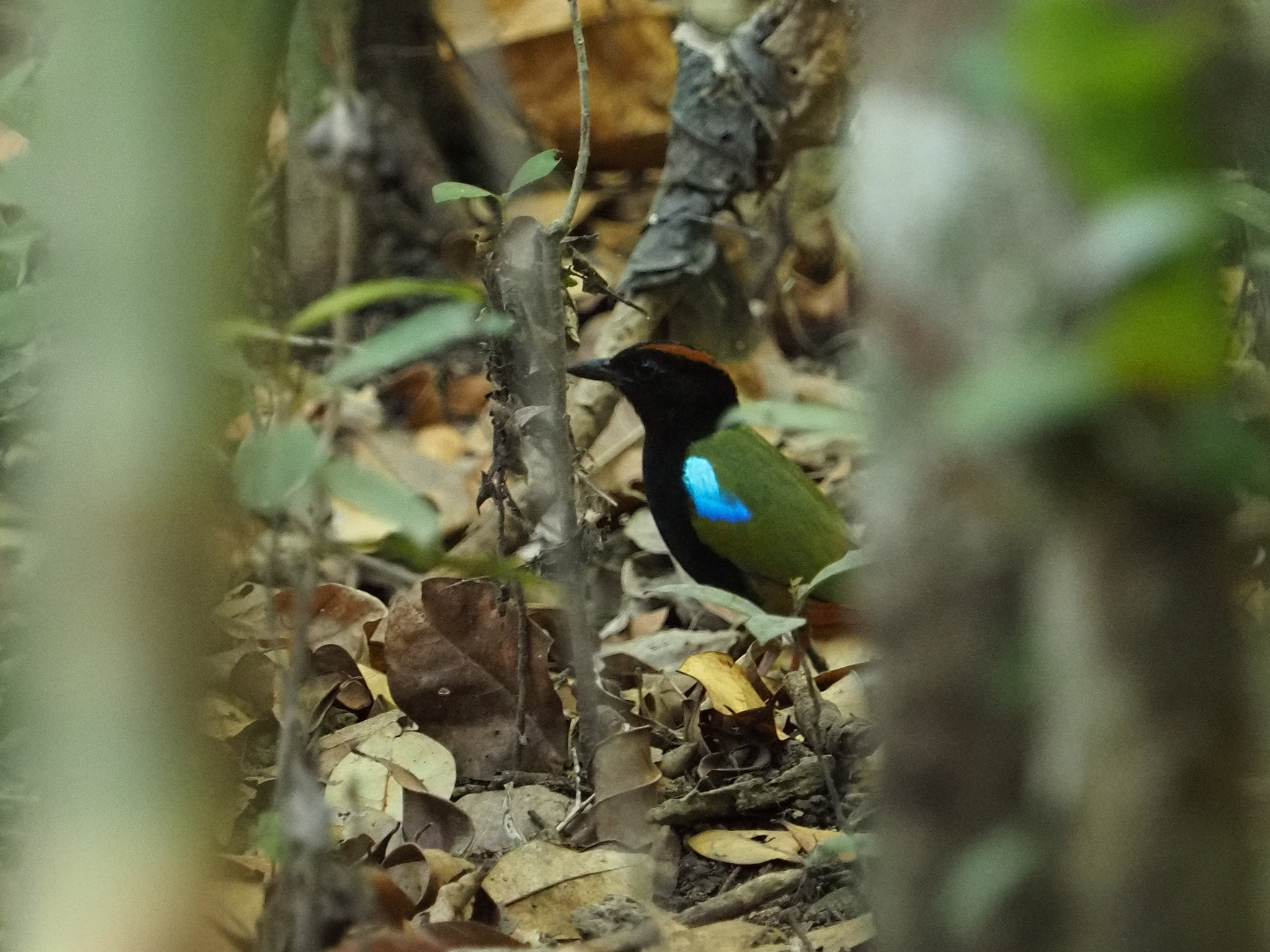 Rainbow Pitta (Pitta iris), photo 8