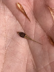 Rhynchospora inundata