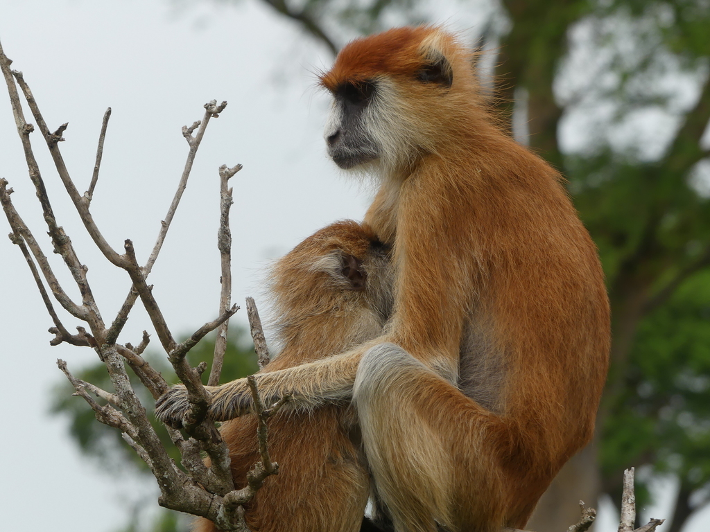 Patas Monkey