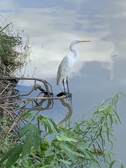Ardea alba