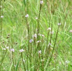 Lythrum alatum lanceolatum