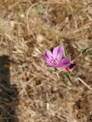 Clarkia amoena