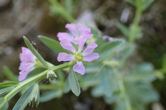 Lythrum ovalifolium