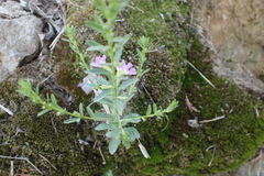 Lythrum ovalifolium