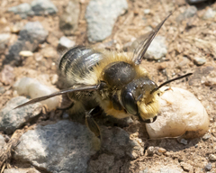 Megachile frigida
