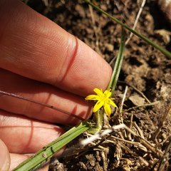 Hypoxis hirsuta