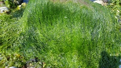 Ulvaceae