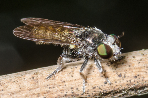 Cerotainia albipilosa Curran, 1930
