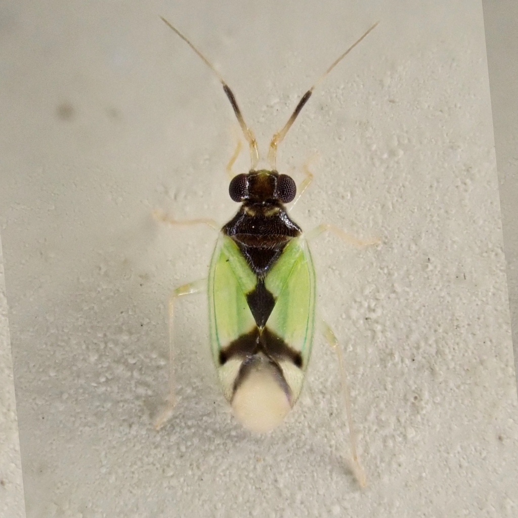 Hyalochloria