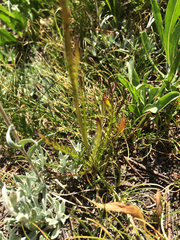 Pedicularis attollens