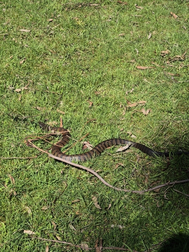 Tiger Snake sighting